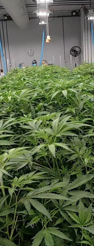 Muskoka Grown cannabis facility
