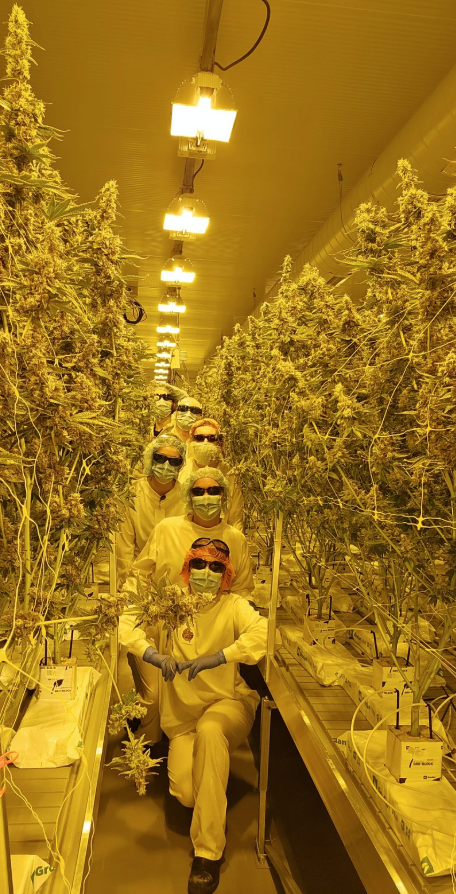 Craft cannabis at Muskoka Grown