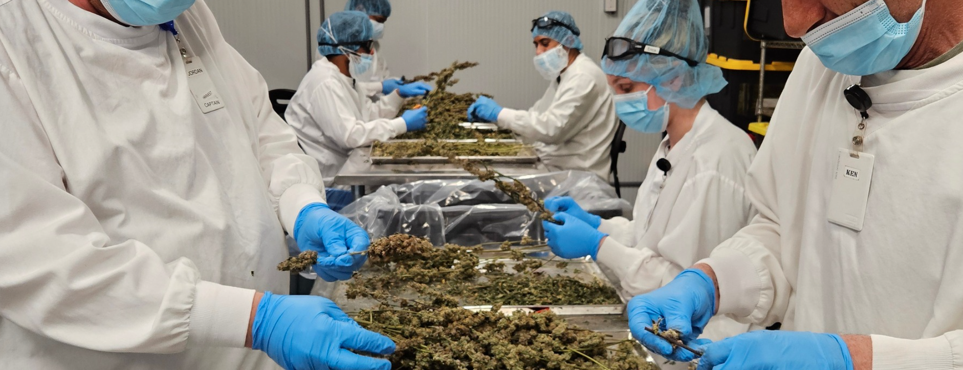 Muskoka Grown grow room