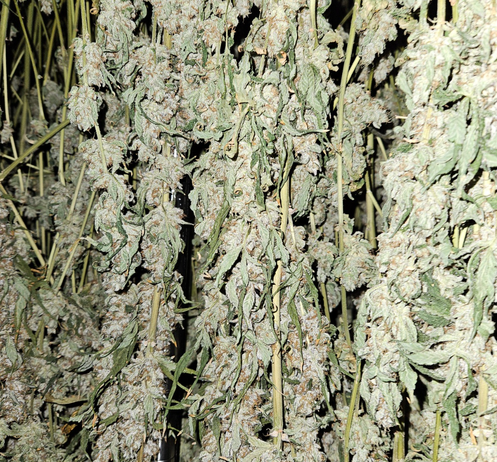Dank Craft cannabis, Muskoka